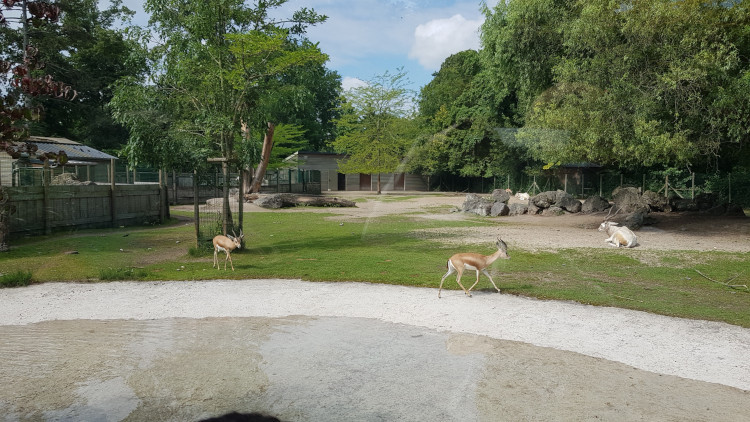 Maternel - Zoo d'Amiens