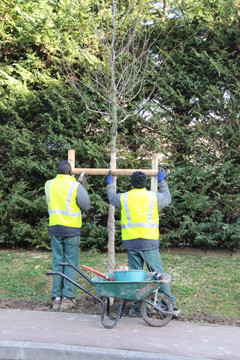 Plantation nouveaux arbres rue de l'Indépendance Avril 2019 Plantation nouveaux arbres rue de l'Indépendance Avril 2019